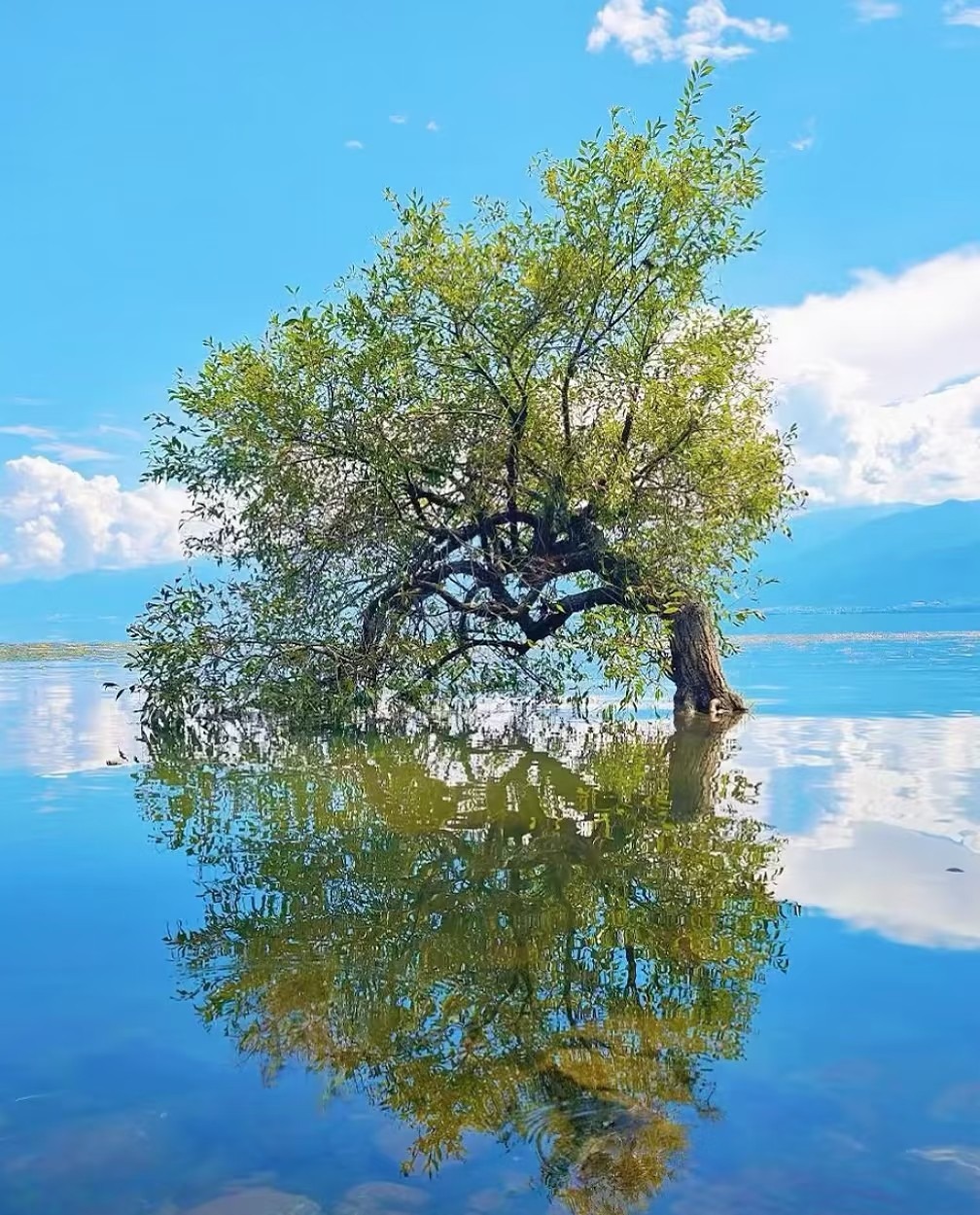 A lone tree standing in Erhai's shallows, perfectly reflected in the still water