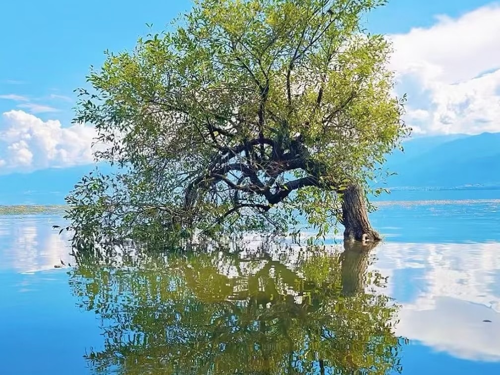 A lone tree standing in Erhai's shallows, perfectly reflected in the still water