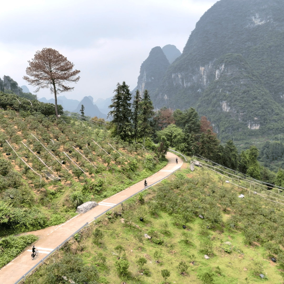 Aerial view of riders on a lane climbing through orchard terraces between karst peaks