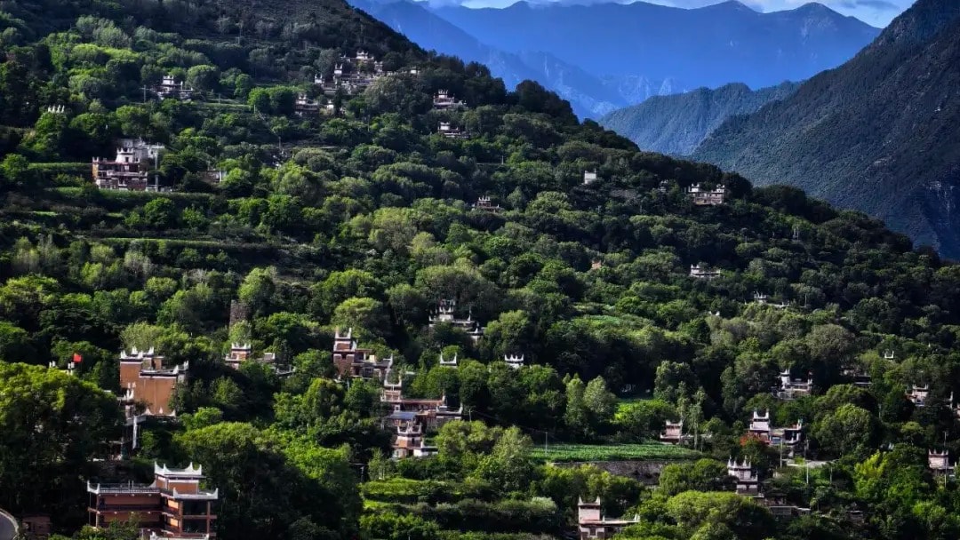White-walled Tibetan houses scattered across the green terraced hillsides of Jiaju village in Danba.