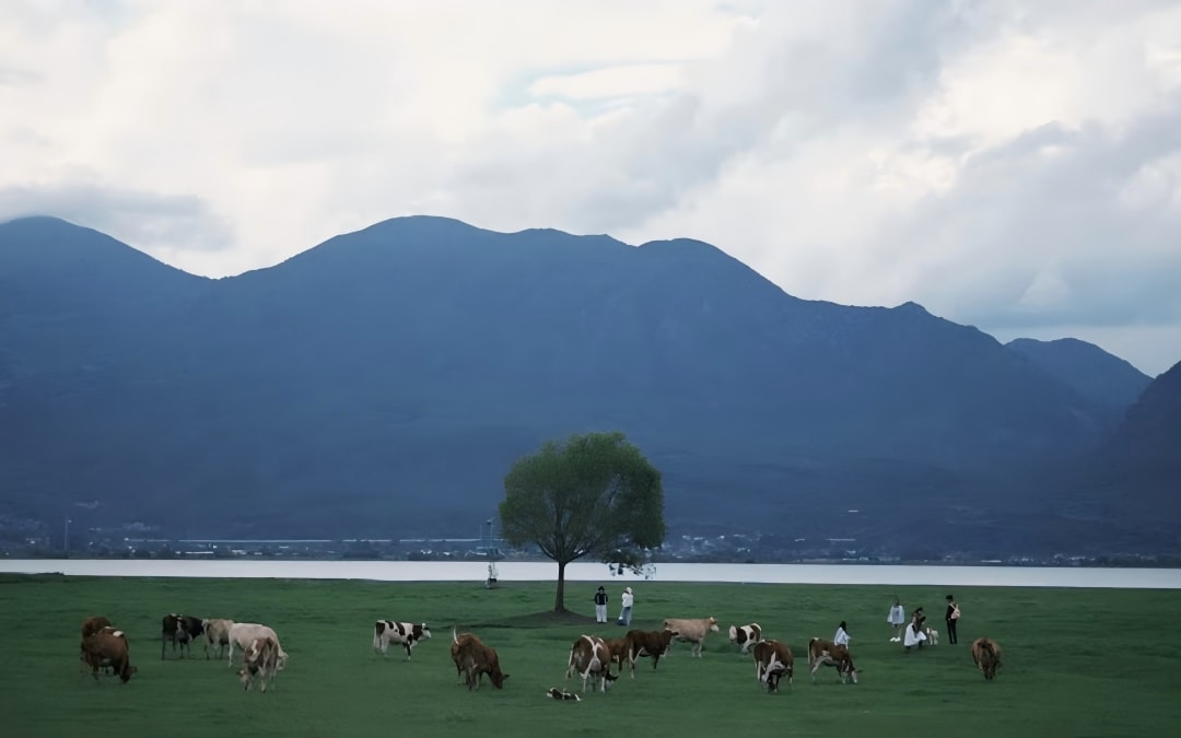 Lijiang Lashi Lake–Wenhai Wetland Snow Mountain E-Bike Tour
