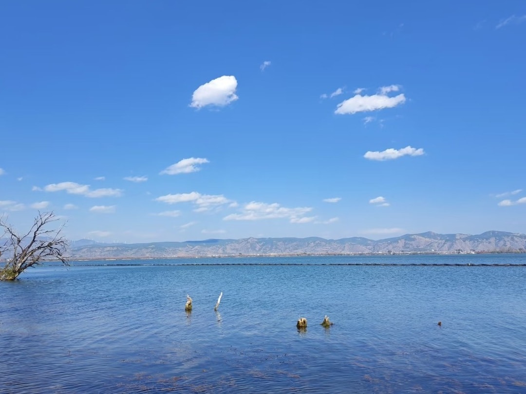 Wide blue Erhai with drowned trees and wading birds in the shallows