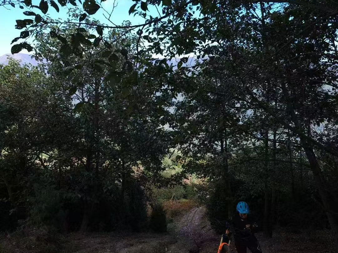 Rider with an e-MTB pausing on a narrow dirt trail under pine trees on Zhemo Mountain