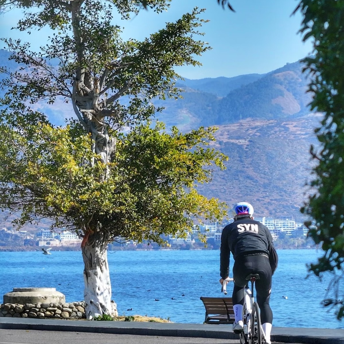 Cyclist riding the lakeside path past a white-trunked tree, Erhai and hills ahead