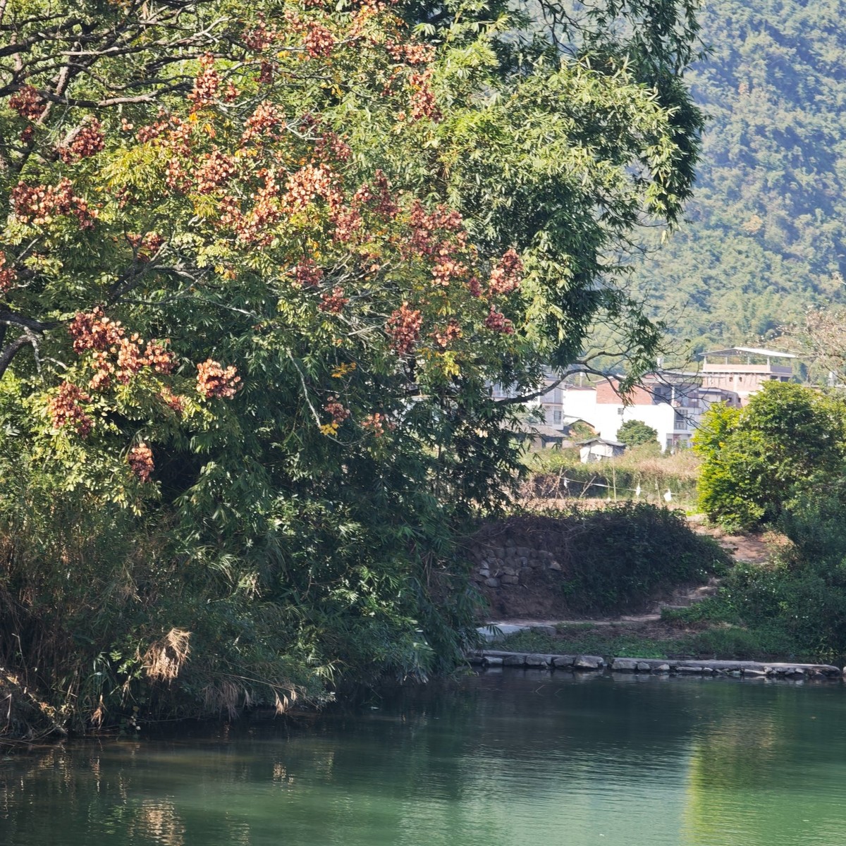 Green river below overhanging trees with a village and hills on the far bank
