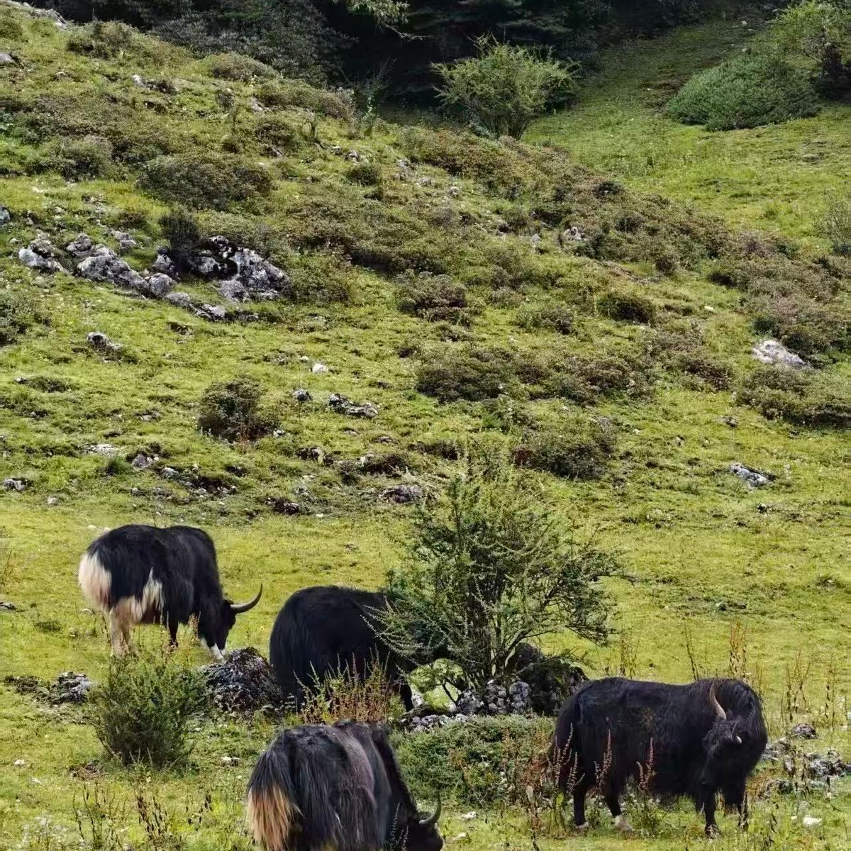 Black-and-white yaks grazing on a grassy hillside dotted with limestone rocks