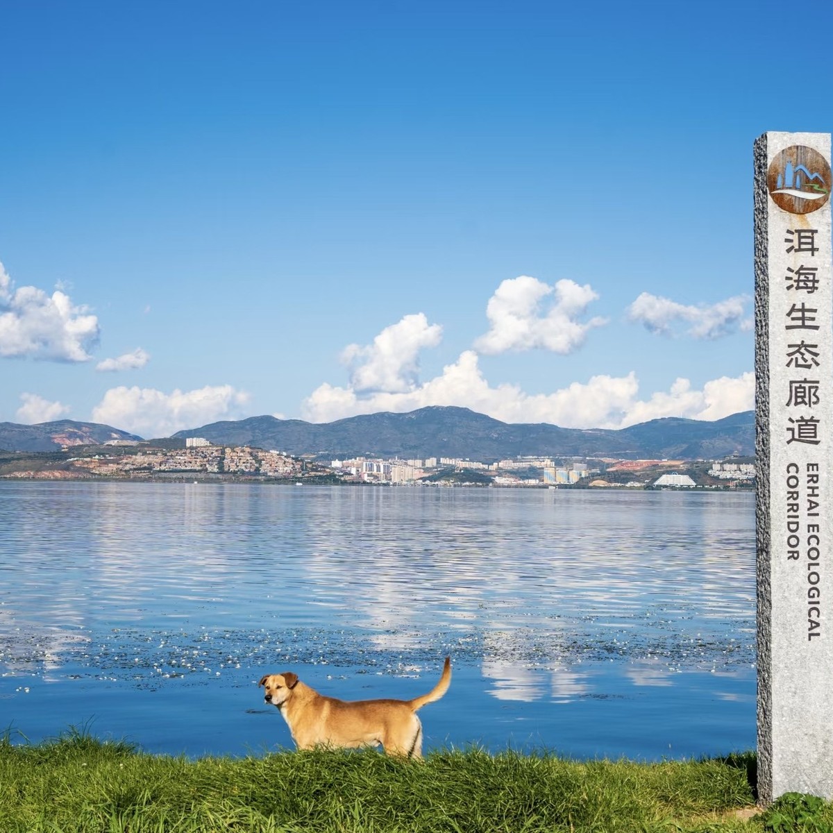 Erhai Ecological Corridor marker by the lake, a dog on the grass and hills across the water