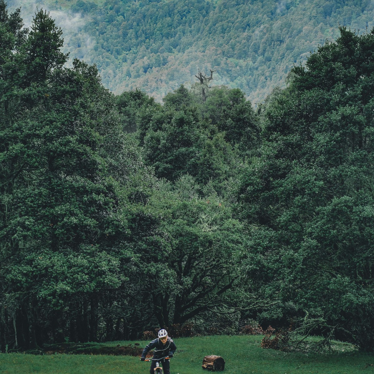 Rider on an e-MTB climbing a green meadow toward the forest edge, clouds on the ridge behind