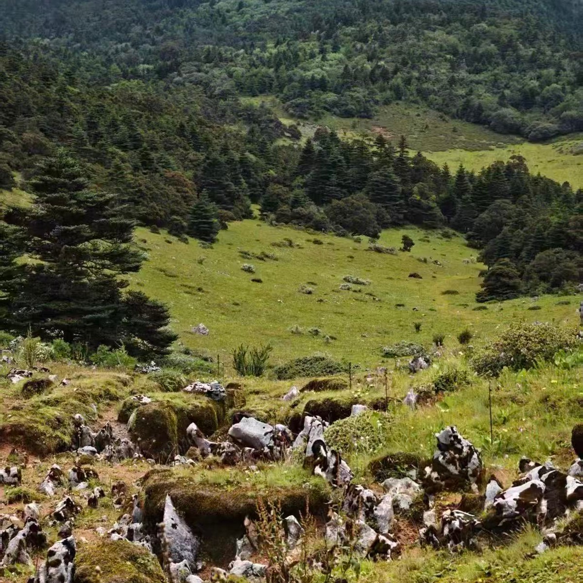 Limestone boulders in a green alpine meadow ringed by fir forest