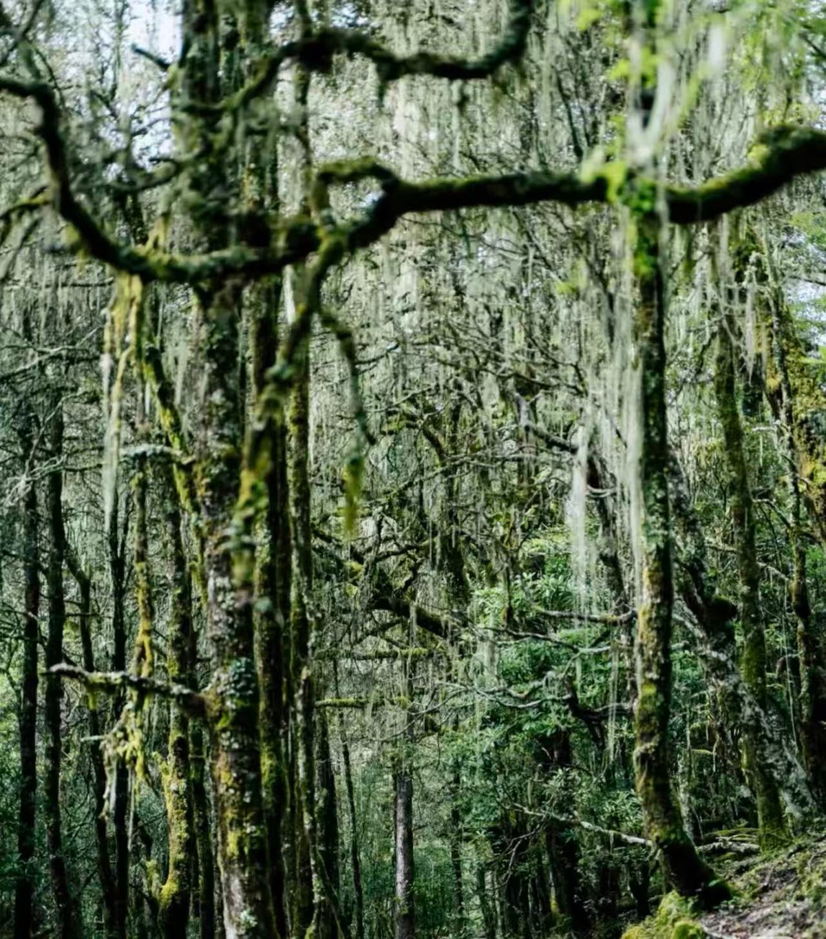 Branches hung with long strands of pale-green old man's beard lichen in misty forest