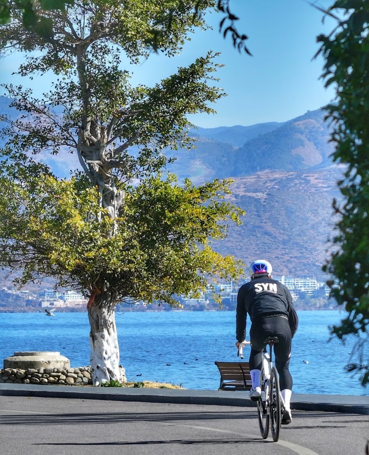 Cyclist riding the lakeside path past a white-trunked tree, Erhai and hills ahead