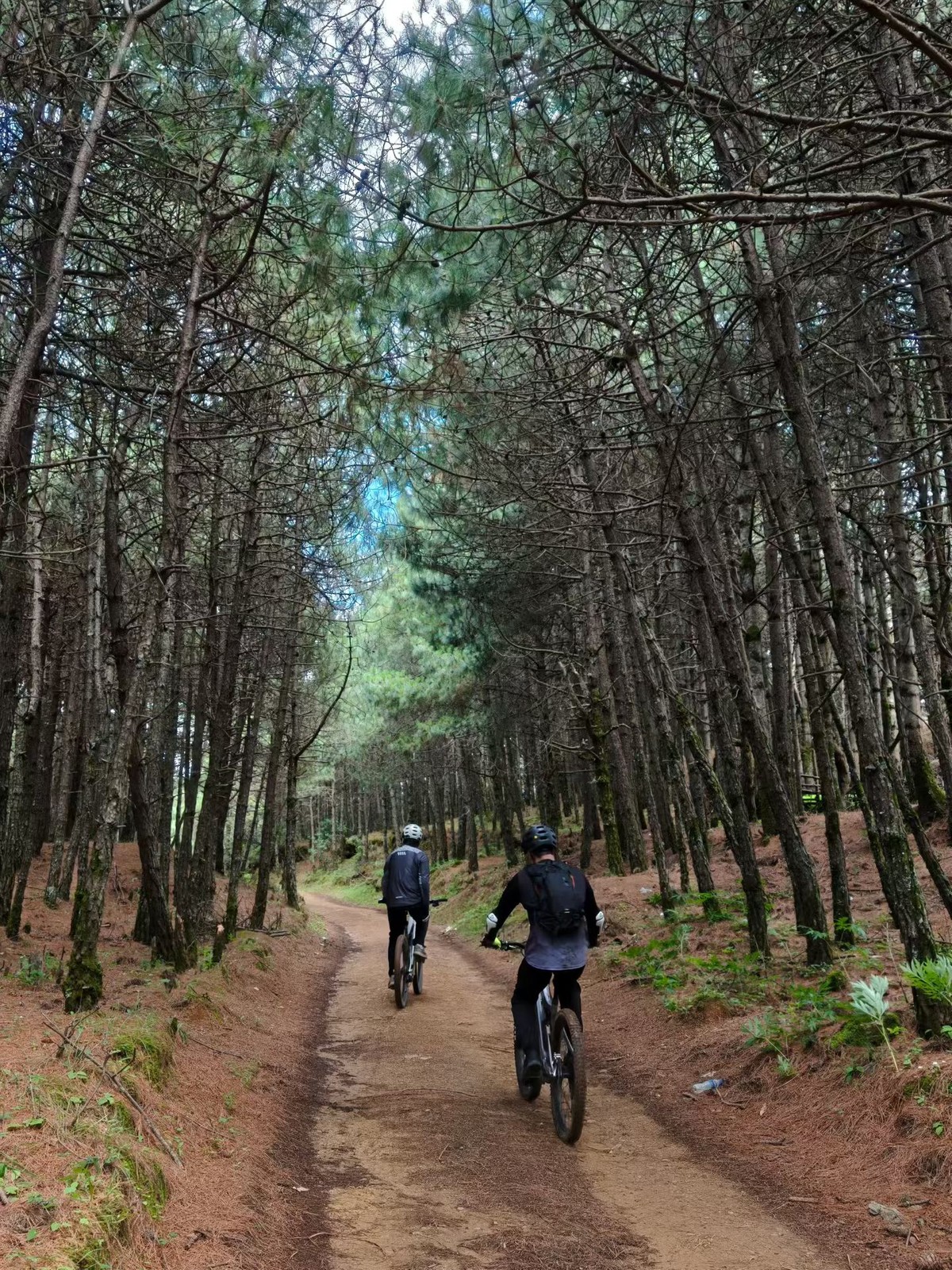 Two riders on e-MTBs on a red dirt track through a tall pine forest