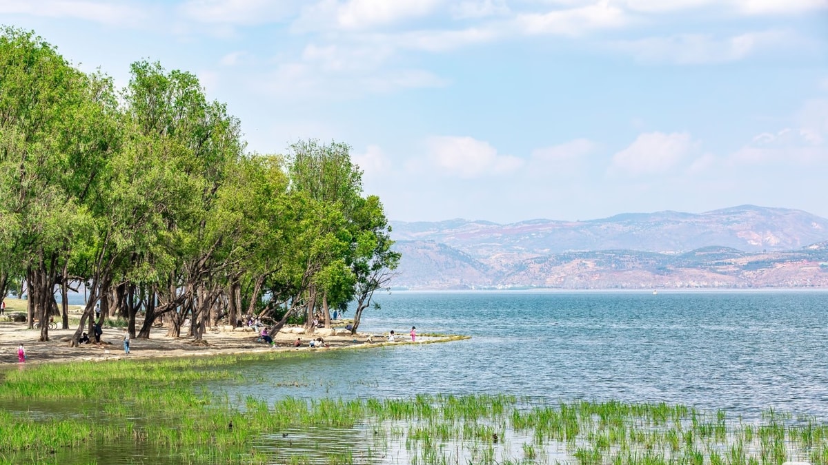 Lakeside grove and reed-fringed shallows on Erhai's west shore under summer clouds