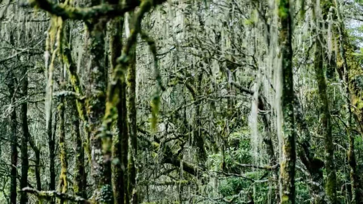 Branches hung with long strands of pale-green old man's beard lichen in misty forest