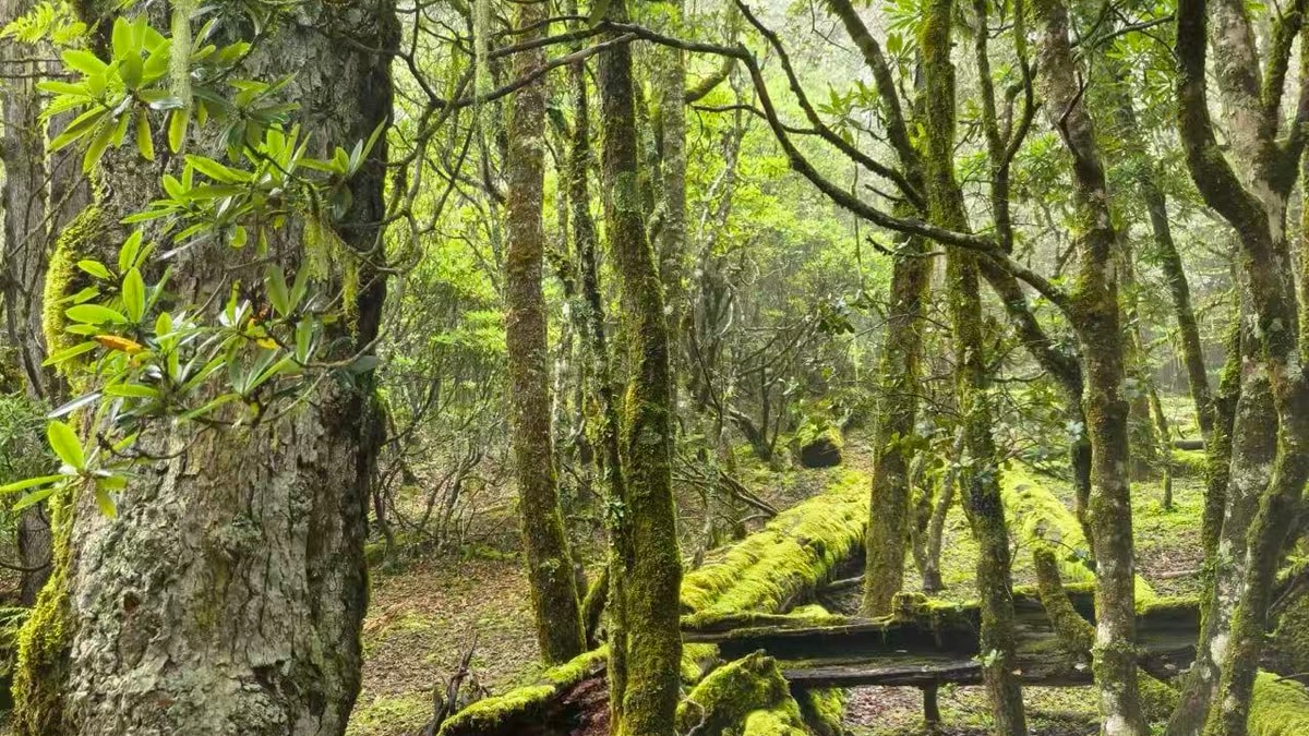 Forest trail past moss-covered fallen logs under rhododendron and old trees