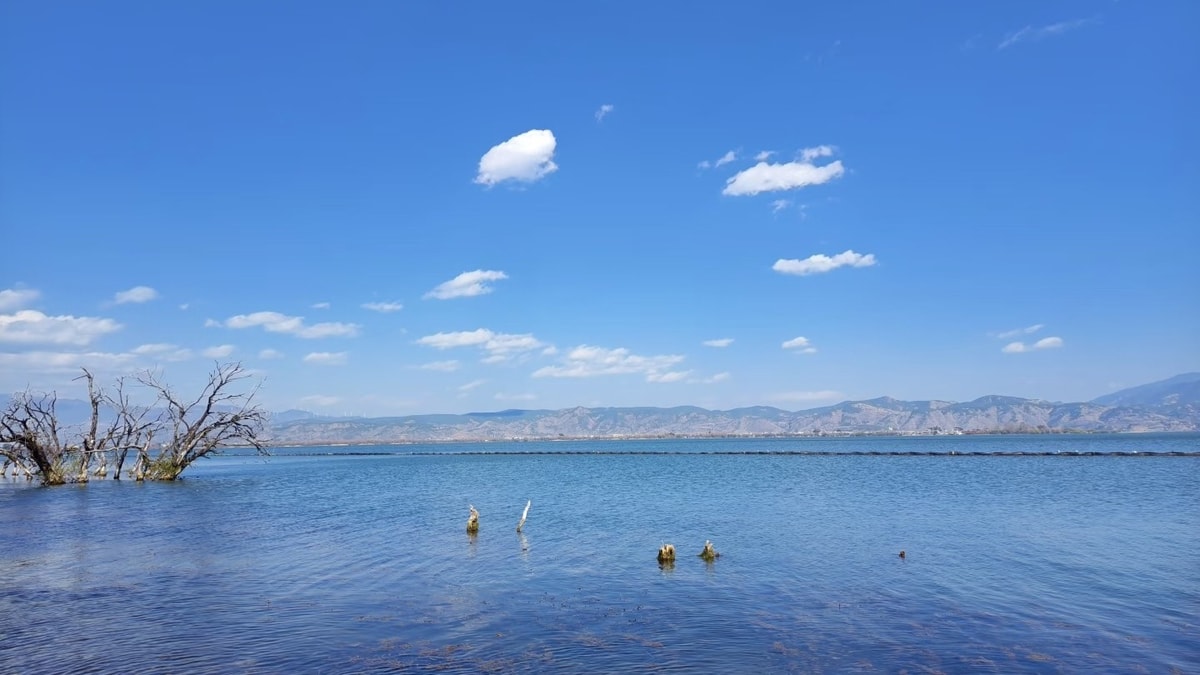 Wide blue Erhai with drowned trees and wading birds in the shallows