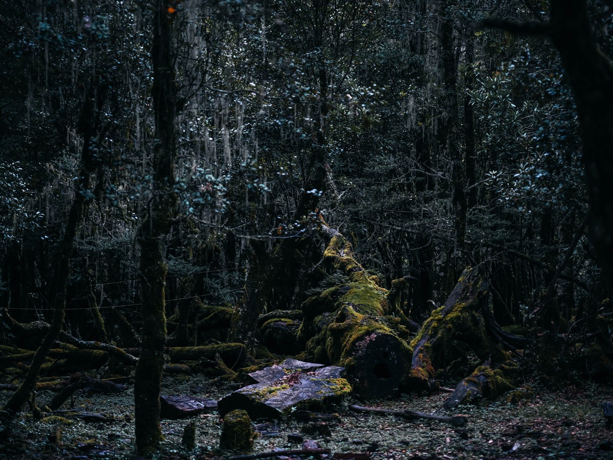 Fallen trunks covered in bright green moss in a dark old-growth forest hung with lichen