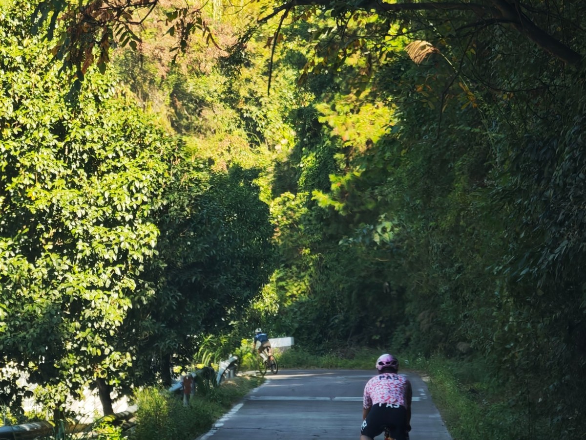 Rider on a shaded lane under a canopy of trees