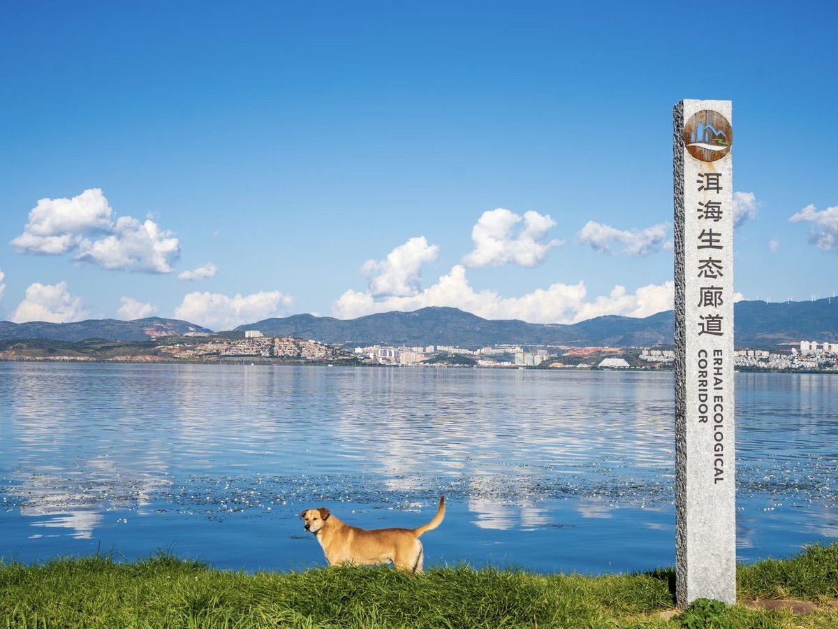 Erhai Ecological Corridor marker by the lake, a dog on the grass and hills across the water