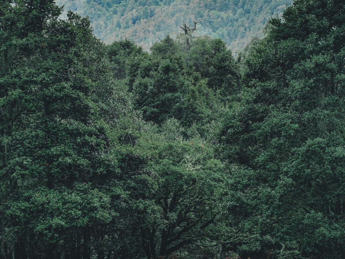 Rider on an e-MTB climbing a green meadow toward the forest edge, clouds on the ridge behind