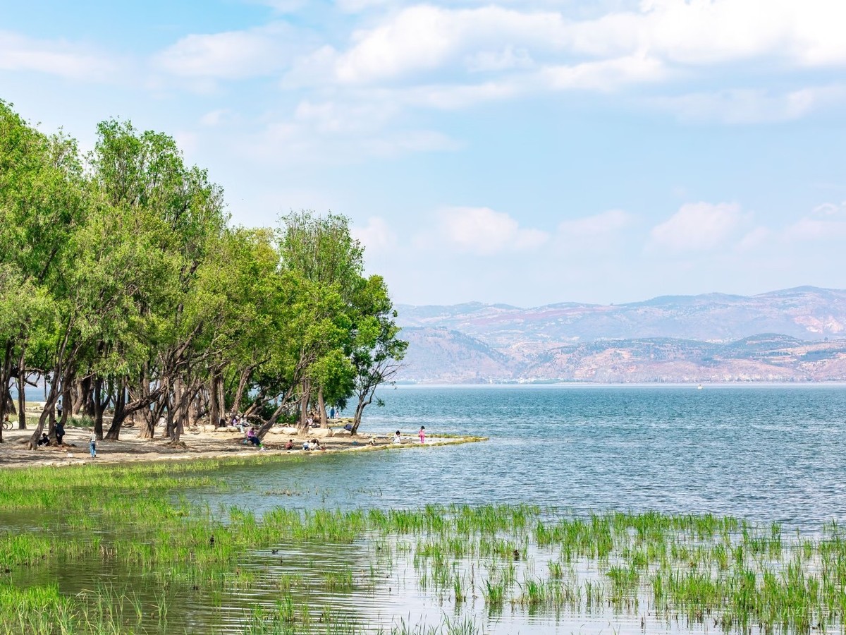 Lakeside grove and reed-fringed shallows on Erhai's west shore under summer clouds