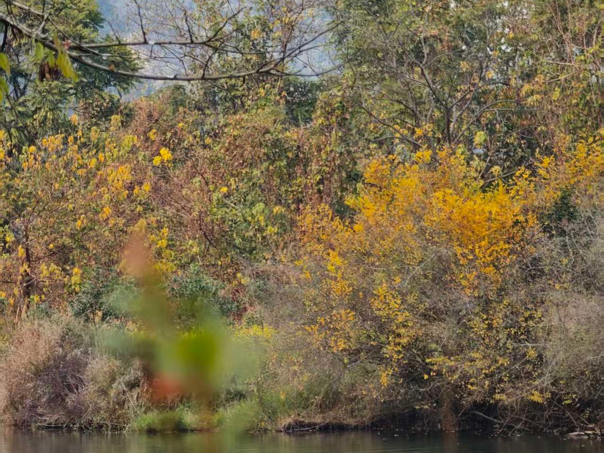 Riverbank trees turning colour with a hazy karst peak behind