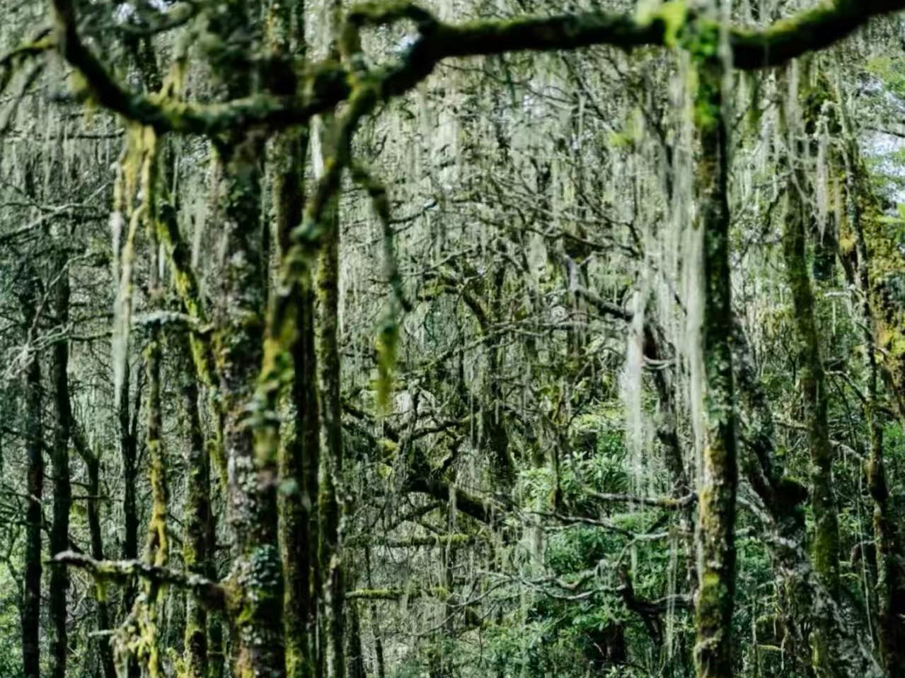 Boduoluo Old-Growth Forest