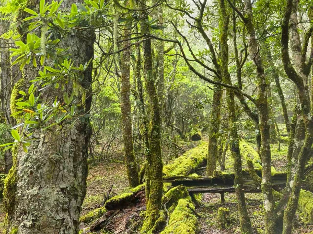 Forest trail past moss-covered fallen logs under rhododendron and old trees
