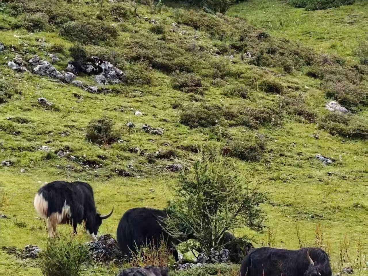 Black-and-white yaks grazing on a grassy hillside dotted with limestone rocks