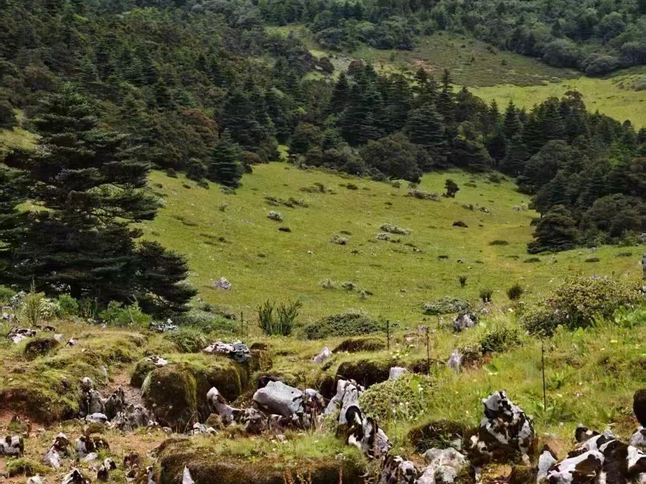 Boduoluo Yak Meadows