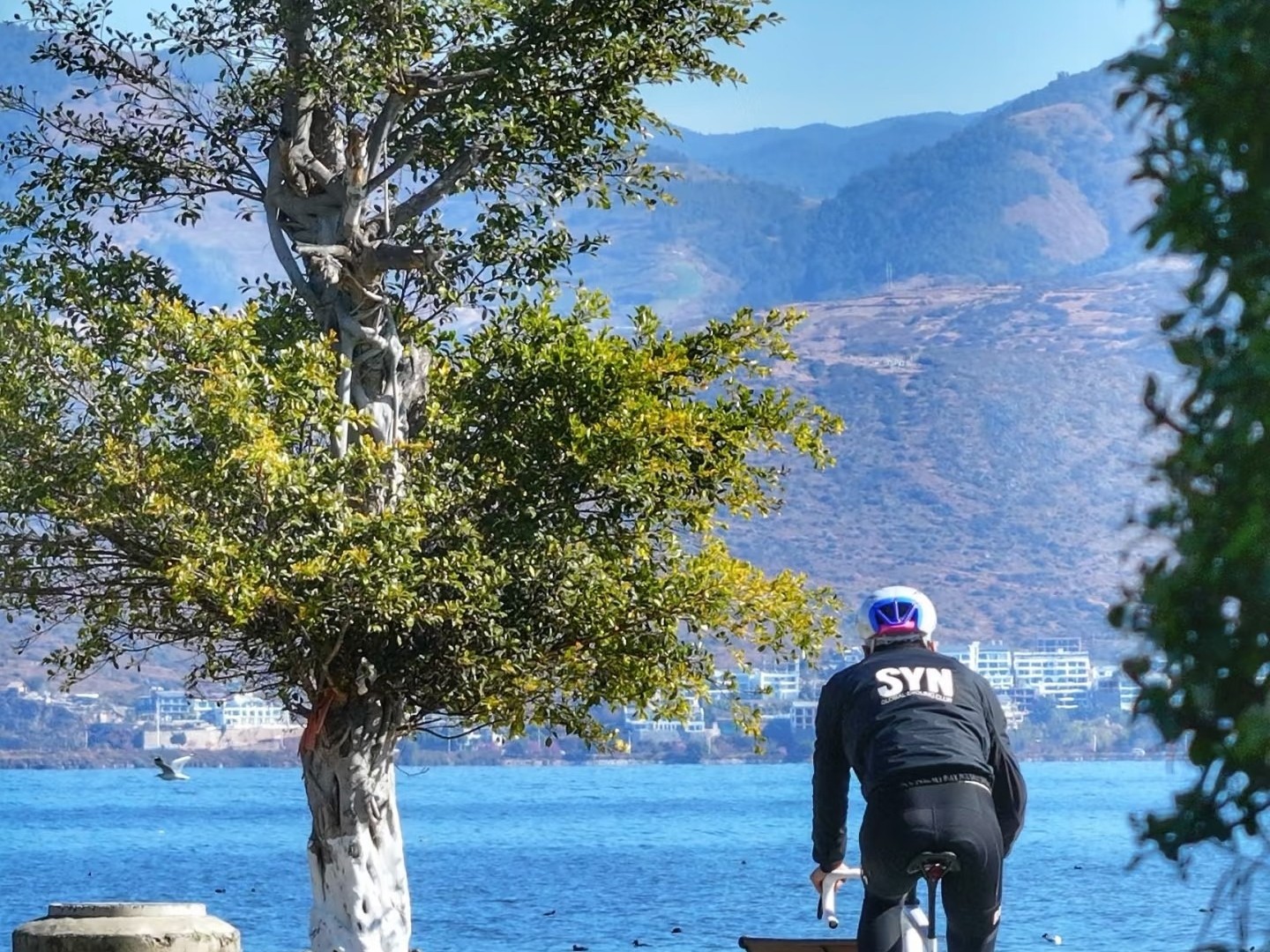 Cyclist riding the lakeside path past a white-trunked tree, Erhai and hills ahead