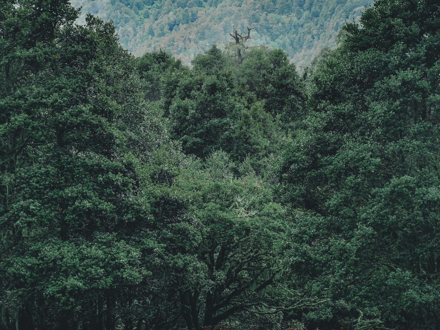 Boduoluo Yak Meadows