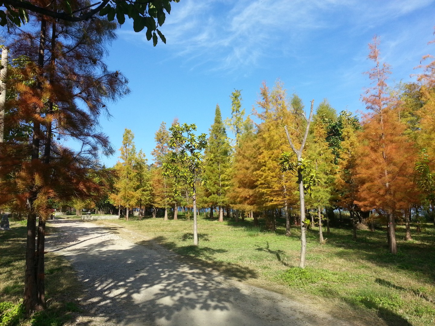 Tree-lined path through autumn-coloured trees in Haishe Park on Erhai Lake