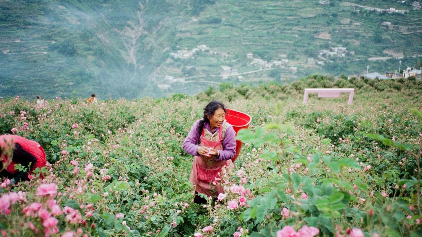 A farmer harvesting blossoms in a hillside rose field in Xiaojin County.
