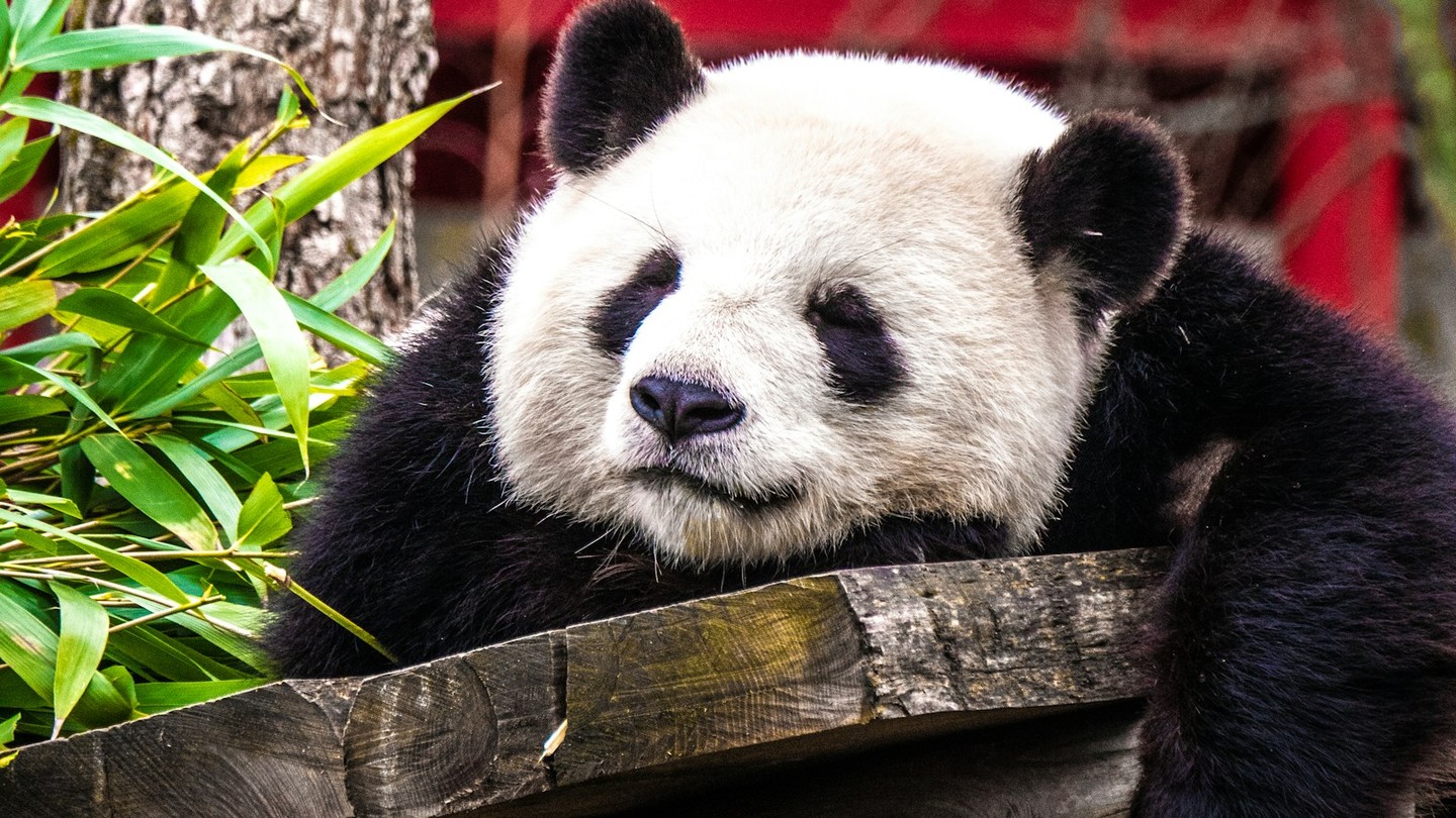 A giant panda resting on a wooden platform beside green foliage at the Chengdu panda base.