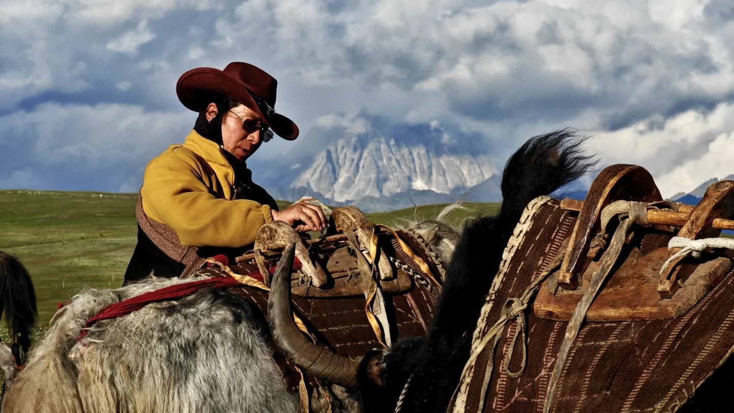A Tibetan herder in a wide-brimmed hat saddling a yak on the Bamei grasslands.