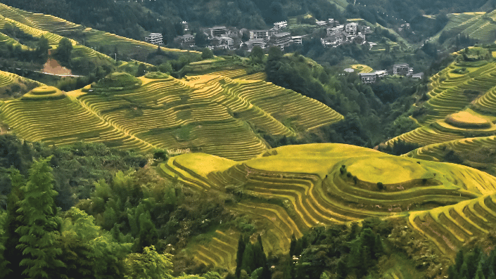 Golden terraced rice fields in a lush mountain valley with a small traditional village.