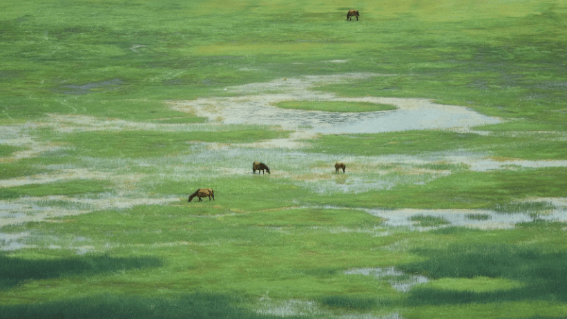 Wild horses grazing in a vast green wetland meadow with scattered blue water ponds.